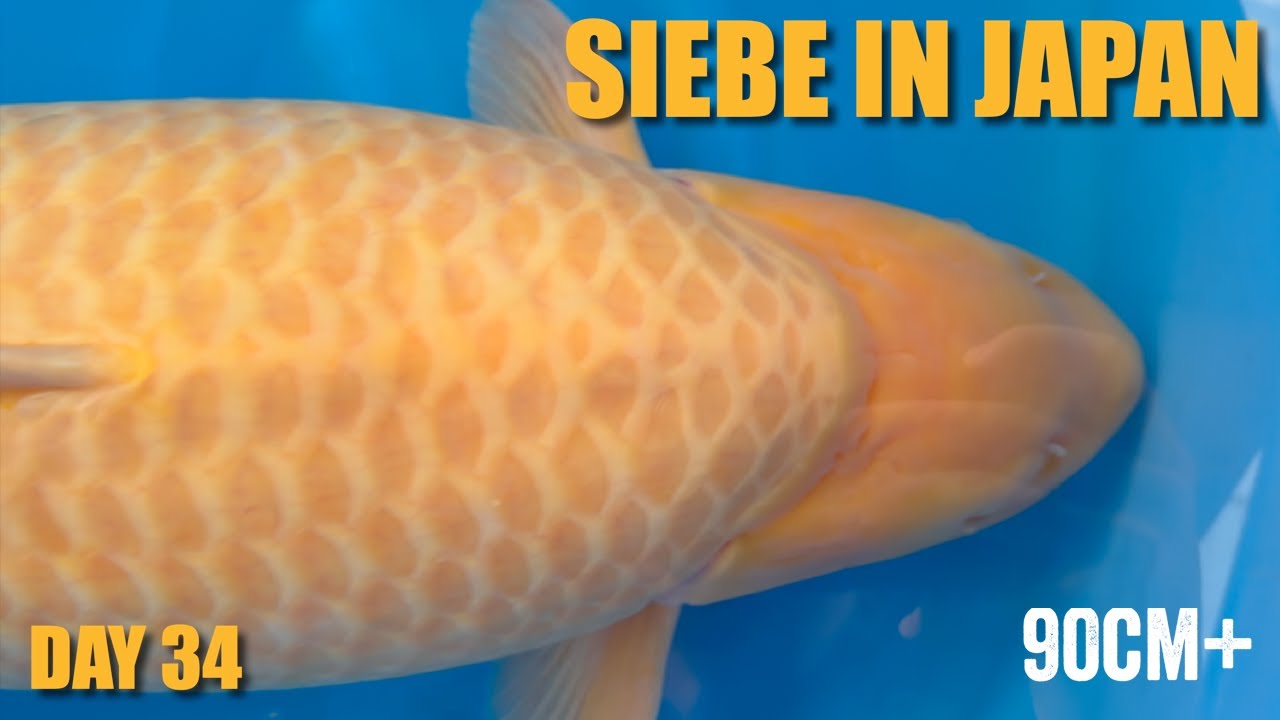 Odakan BIG Koi 85cm+  | Siebe In Japan Day 34