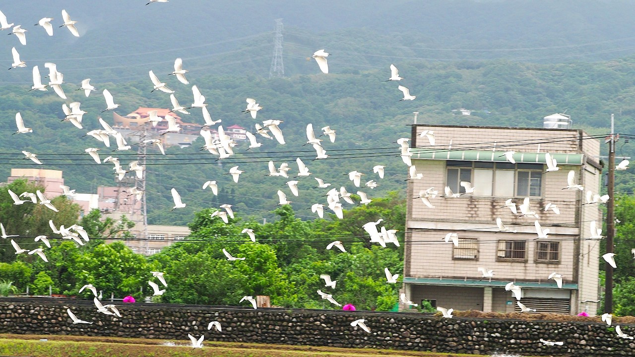 1150905 The eastern cattle egret landing and taking off at Jinshan Sanjietan Wetland.