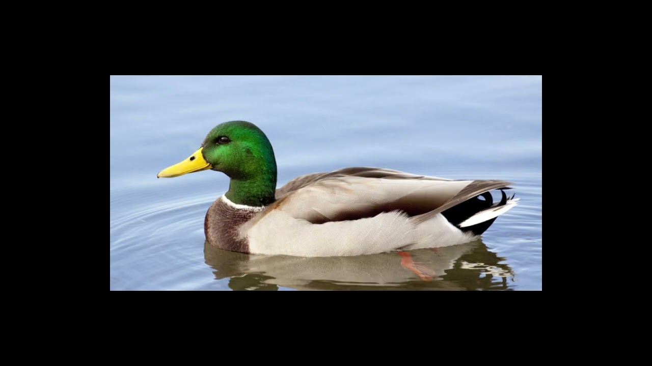 Aves y tipos de picos 3