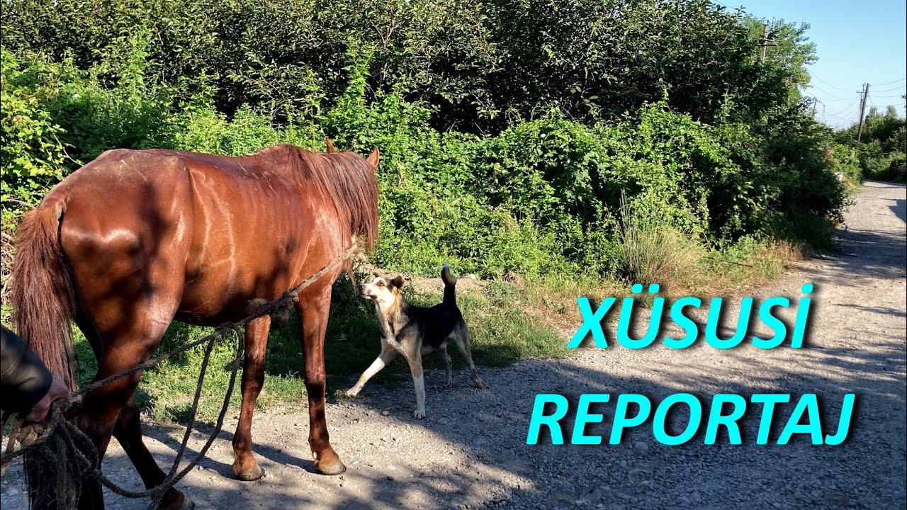 Seydimli - Cənnət qoxulu kəndimiz (Tərtər)