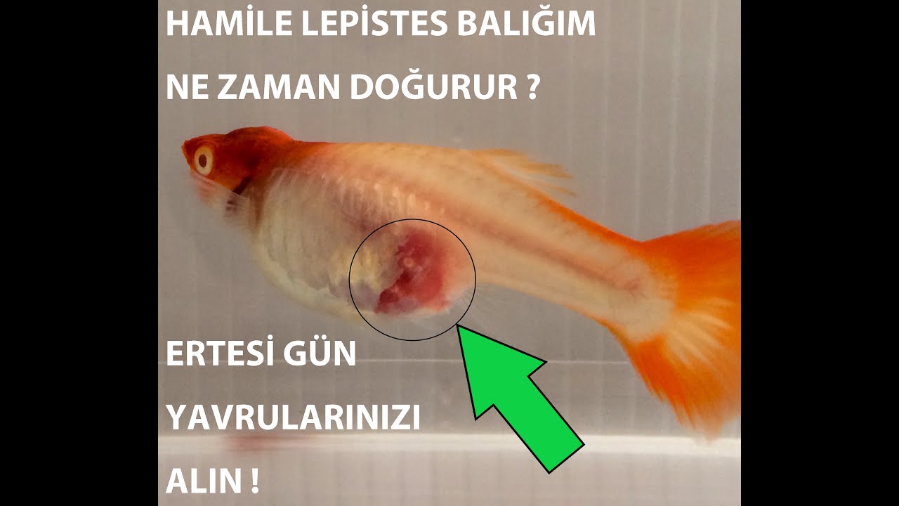 HAMİLE LEPİSTES NE ZAMAN YAVRULUĞA KOYULUR?  ERTESİ GÜN YAVRULARI ALDIM!