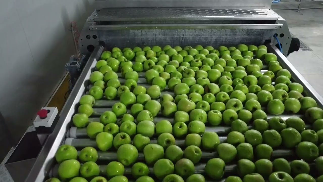 Eldar Zalov Apple, Nectarin, plat Peach, Peach sorting lane, (Yassı Şaftali)