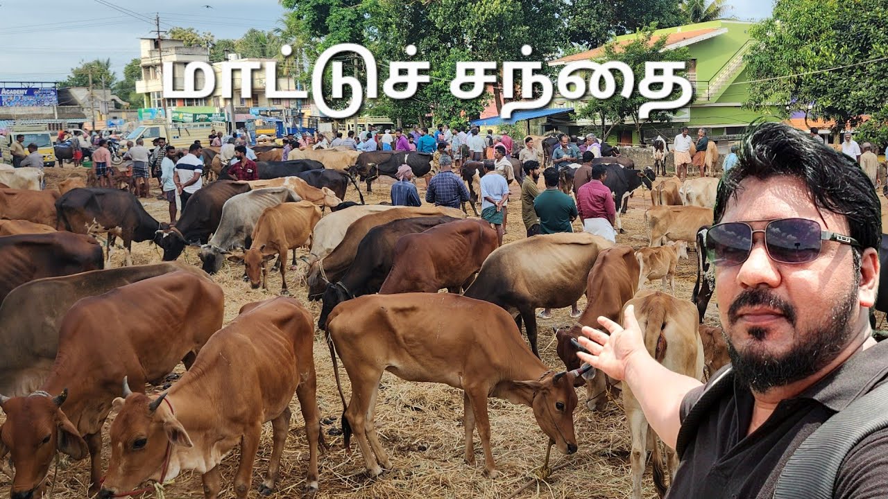 படந்தாலுமூடு மாட்டுச்சந்தை @jackwesvlogs Padanthalumoodu Cow Market #kanyakumari #nagercoil #Cow 