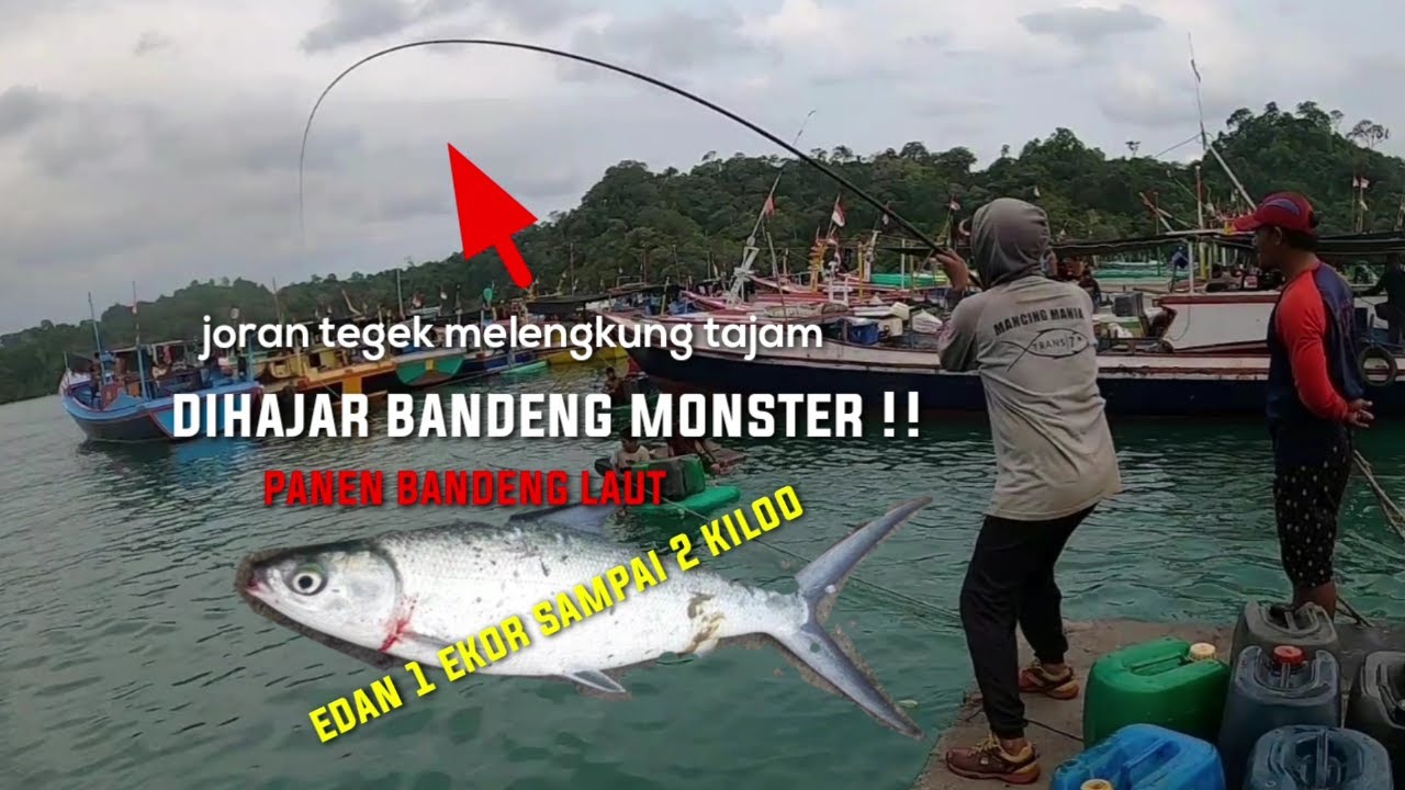 Panik !!pertama kali mancing bandeng laut dapat monsternya!! ||Mancing bandeng, mancing belanak