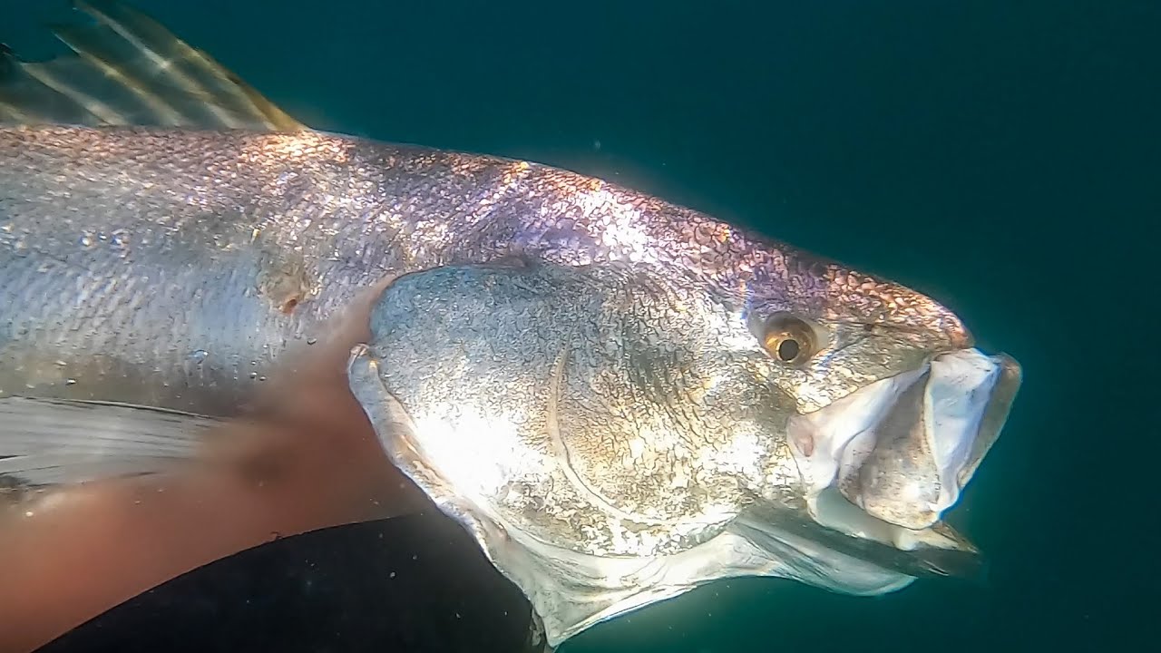 Spearfishing Monster White Sea Bass (63lbs)