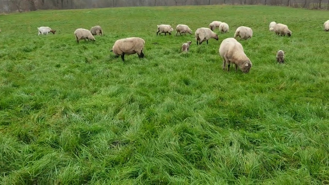 Lammzeit im Dezember auf der Weide