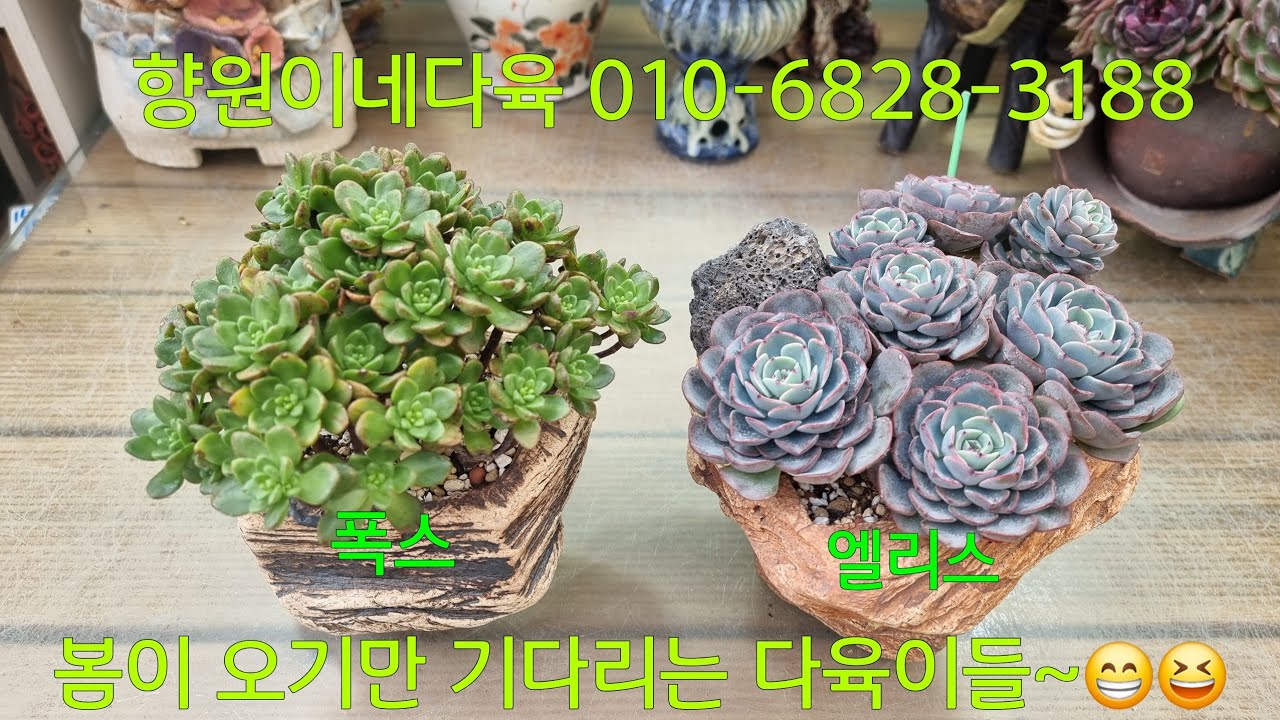 (26.1.29.목)추위가 풀릴때까지는 식물 주문 못받아요~😁😆