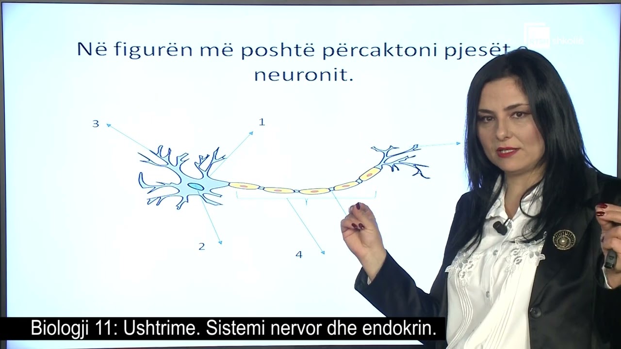 Ushtrime. Sistemi nervor dhe endokrin| Biologji 11