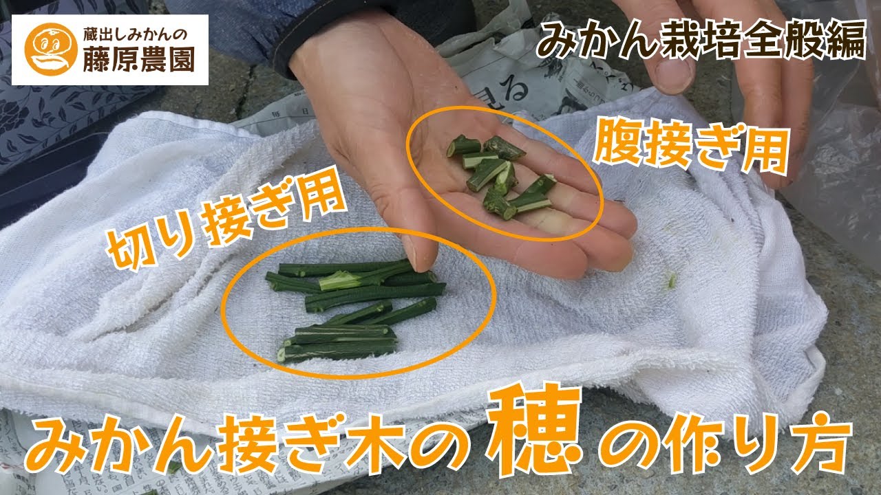みかんの接ぎ木のための穂木の作り方～切り接ぎ、腹接ぎ2種類の穂の作り方を解説します