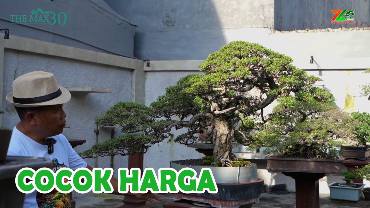 СУПЕР БОНСАЙ ДЛЯ ВСЕХ, ДЛЯ СУЛТАНОВ, ЦЕНА ДОГОВОРНАЯ...