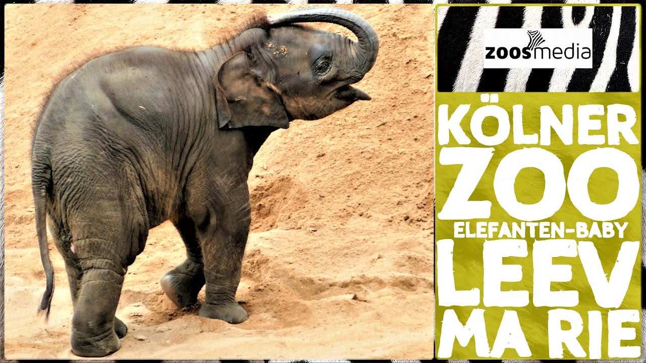 Kölner Zoo: Elefanten-BABY Leev Ma Rie & ihre Familie 🐘 | zoos.media