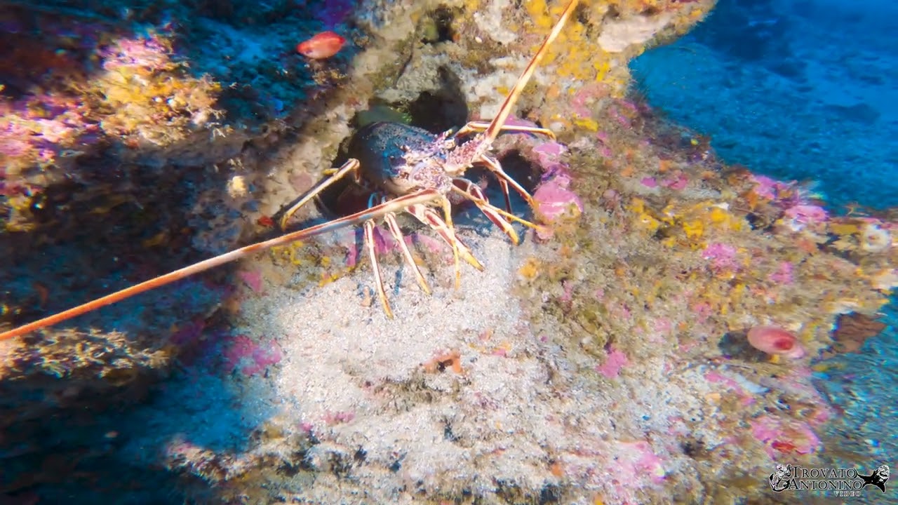 Immersione  alla Secca dei Francesi