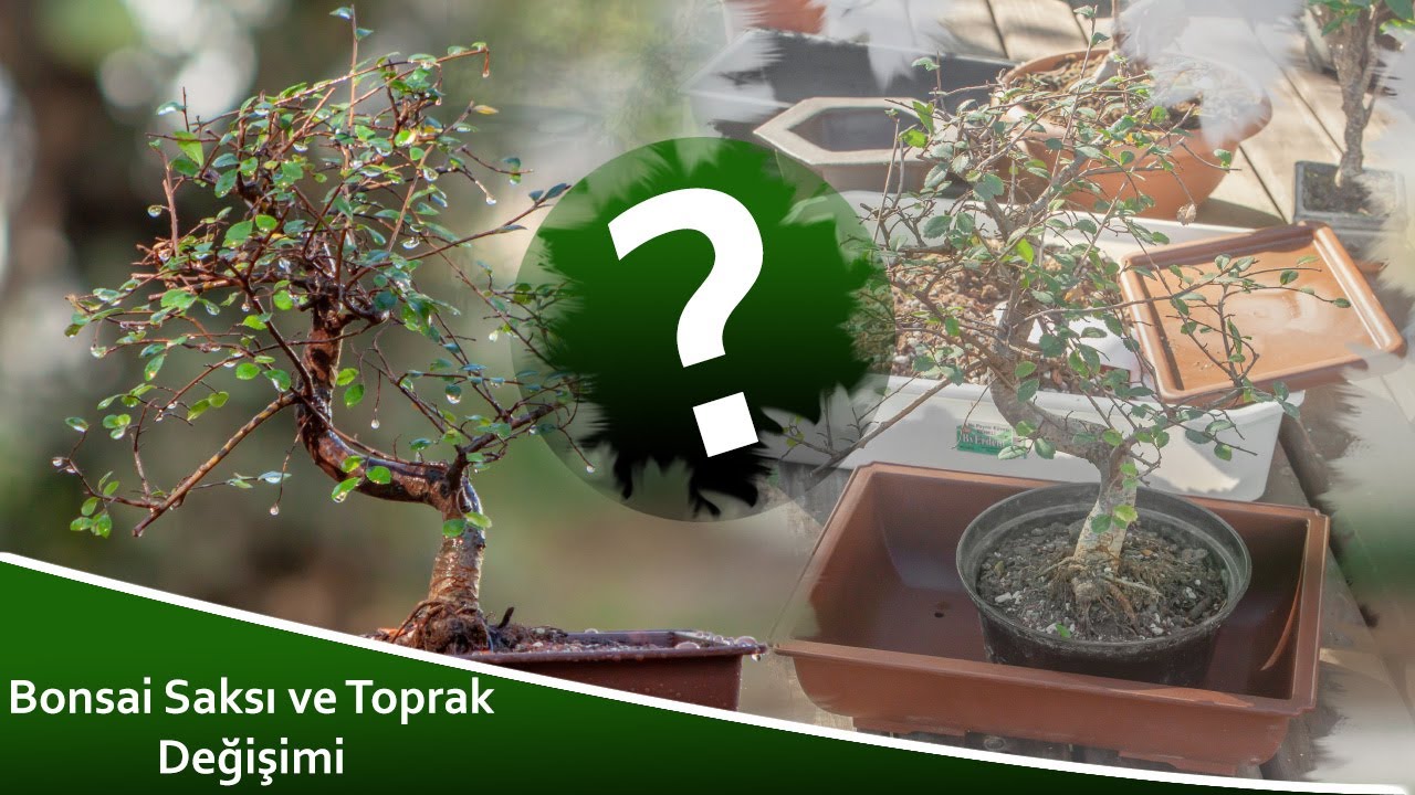 Çİçeksepetinden alınan Hediye Bonsai'de Saksı ve Toprak değişimi nasıl yapılır.