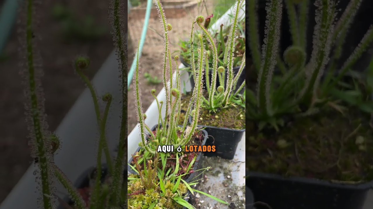 Drosera Filiformis Tracyi #plantacarnivora #flores #plantas