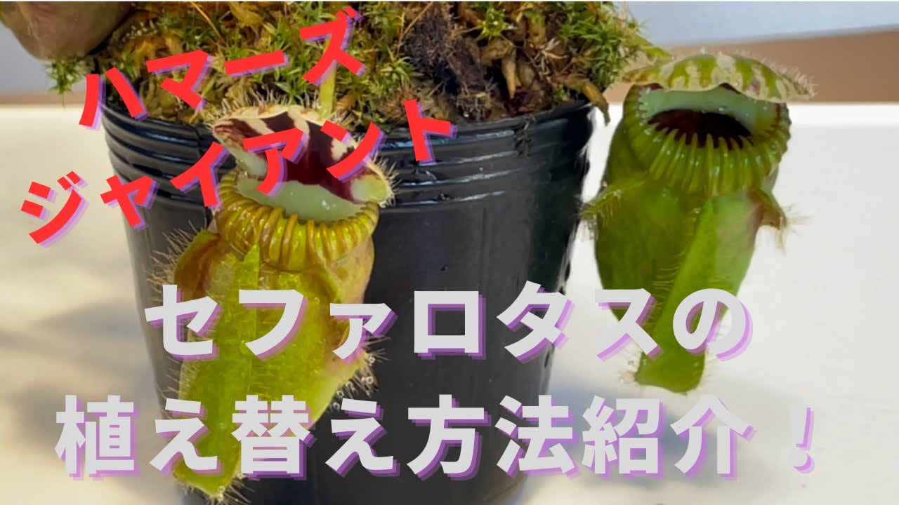 ［ハマーズジャイアント植え替えます！］食虫植物セファロタスの植え替え方法を紹介！