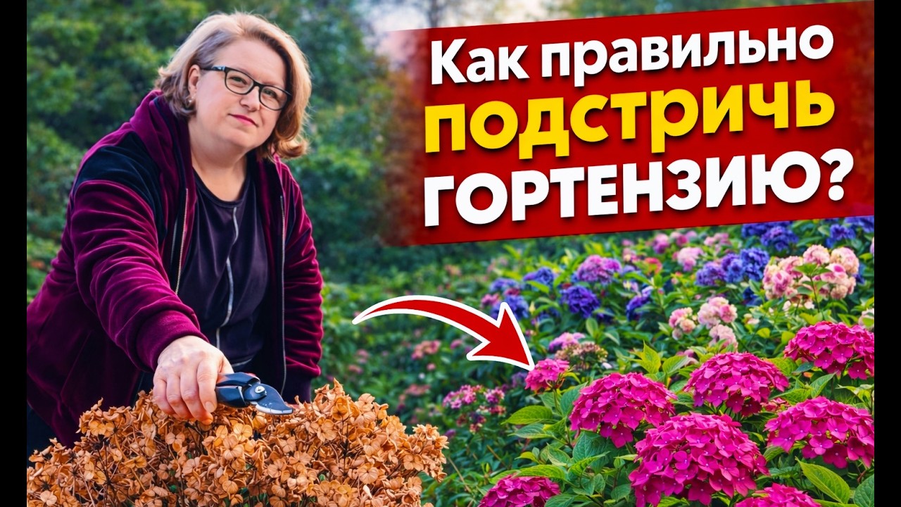 Как правильно обрезать гортензию весной ?Дача в Германии 🌺