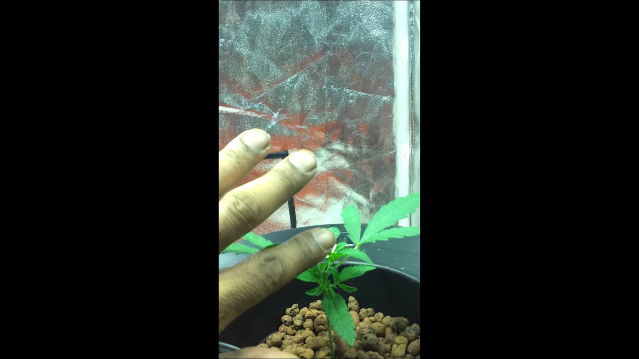 Critical super silver haze veg