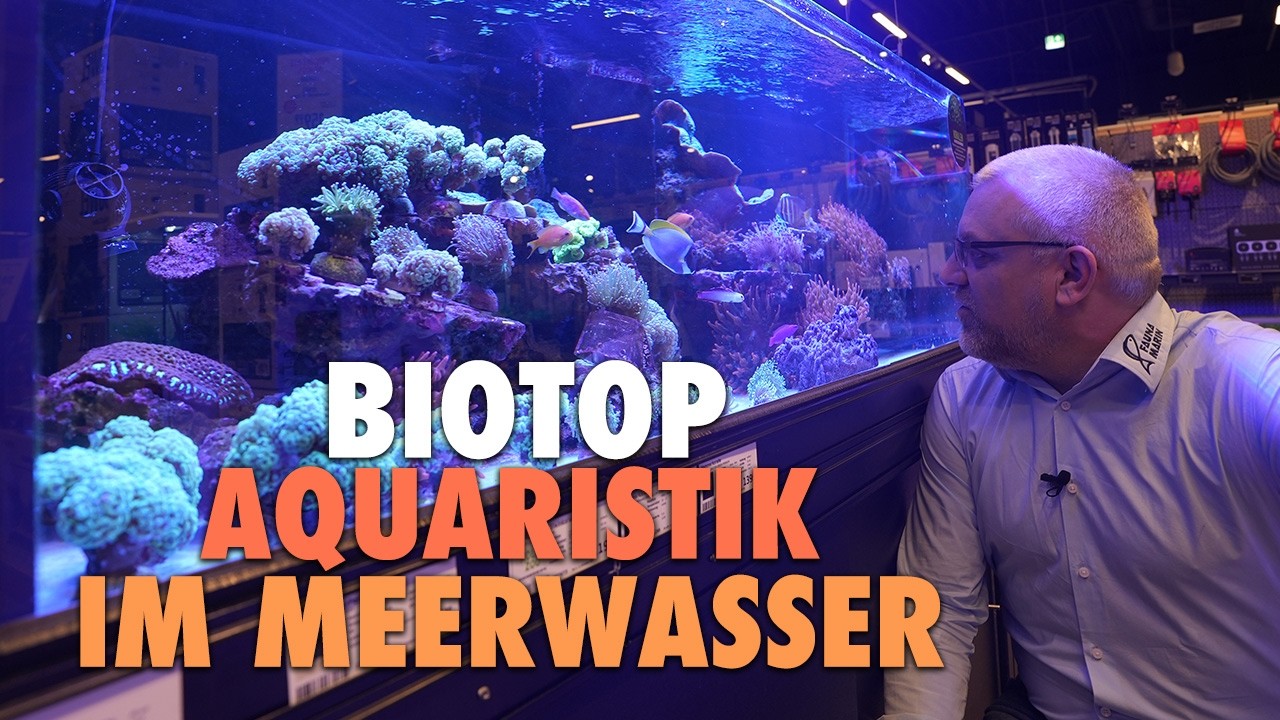 BIOTOP Aquaristik im Meerwasser - Claude im K&ouml;lle Zoo