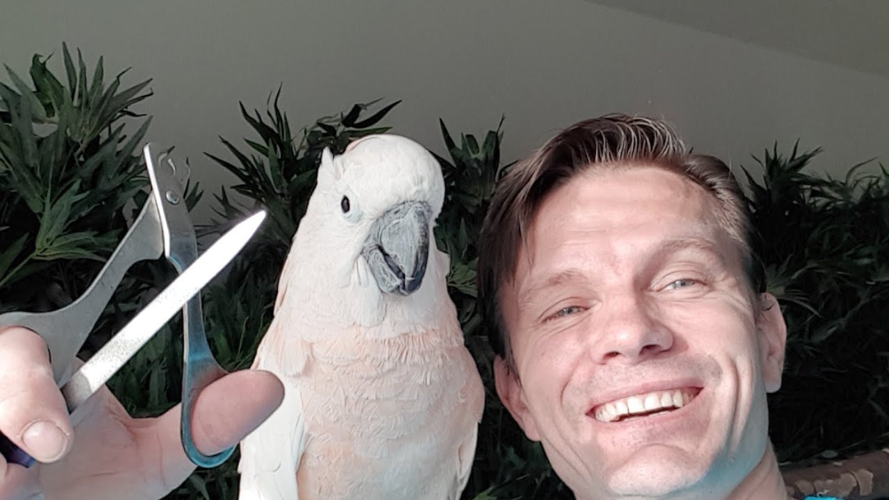 95 - Live pro členy Ara TV - Stříhání a broušení drápků kakadu molucké Lady