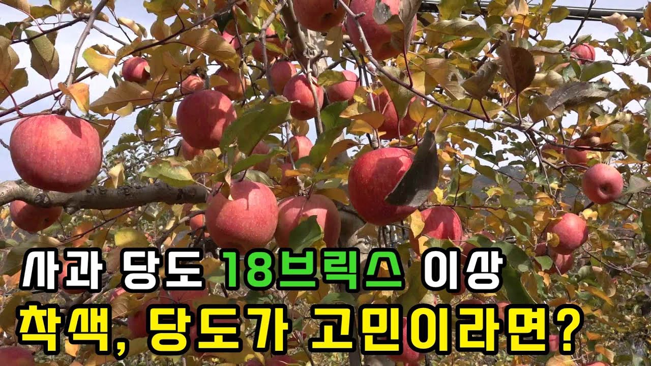 사과 당도 18브릭스 이상!! 사과재배 중 착색, 당도가 고민이라면? (경남 밀양시 얼음골 사과)