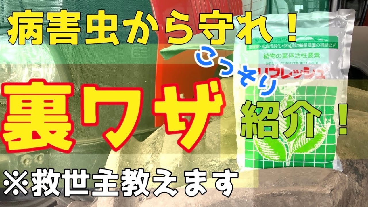【農業の鍵】植物の活性要素ケイ酸！