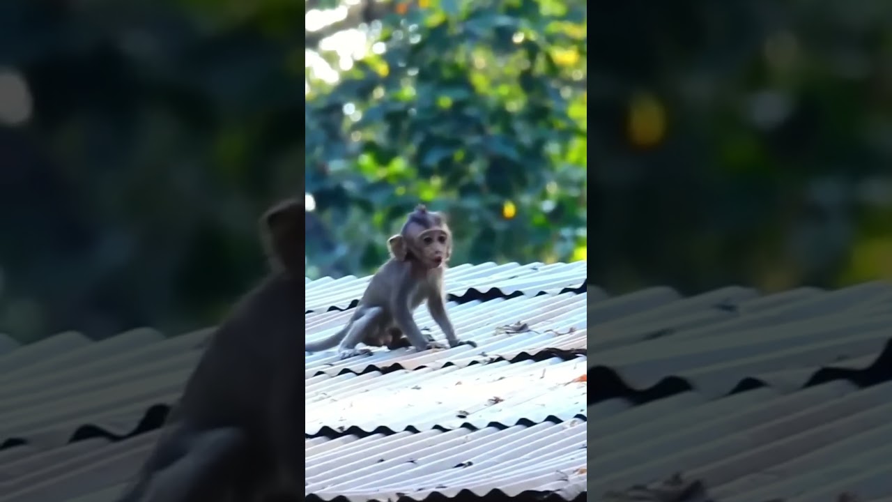 OMG! Why you do like this, Sadness video #monkey #animal #fyp #love #foryou #foryoupage #video #fb