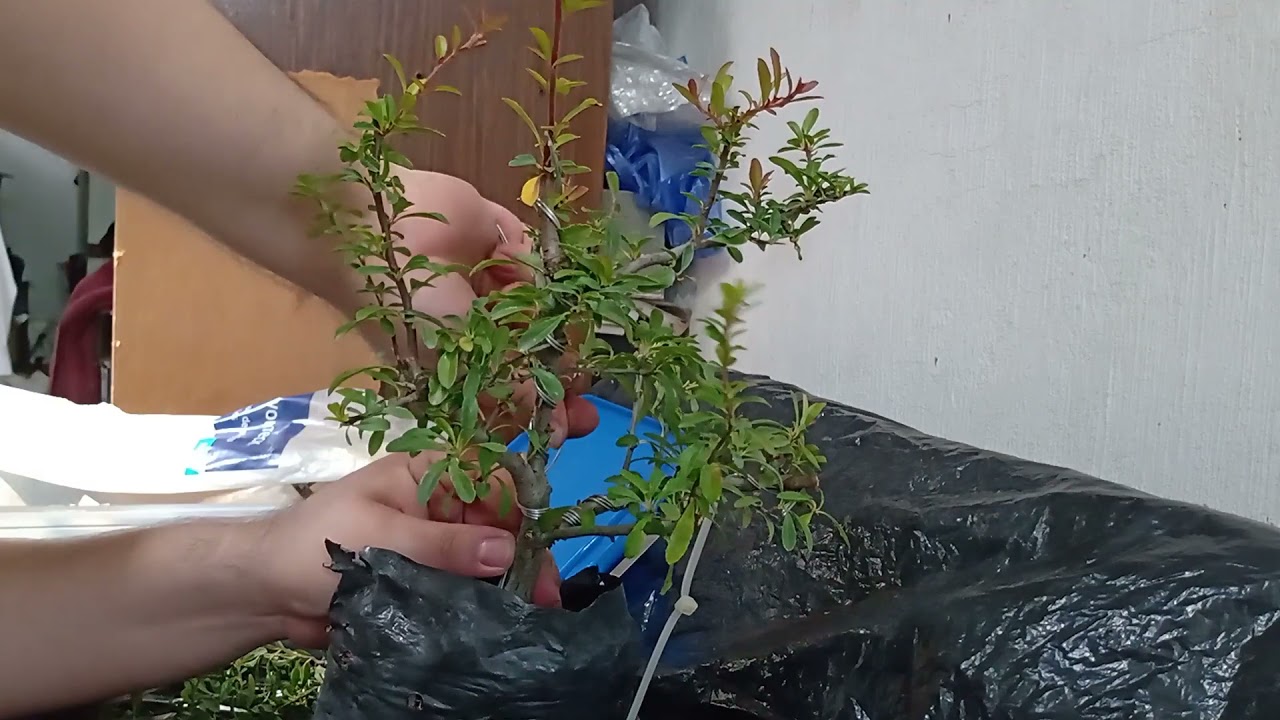 Primer modelado para Bonsái de Pyracantha.