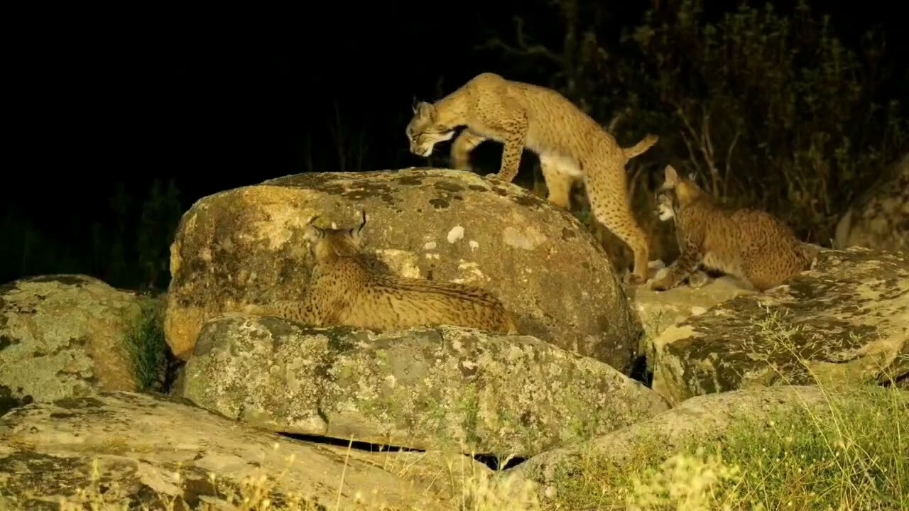 Tres linces de noche Sierra de Andújar-Jaen 