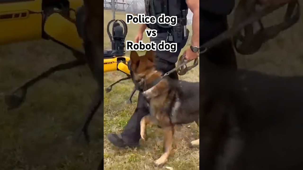Robot dog teaches a police dog new tricks @10TampaBay
