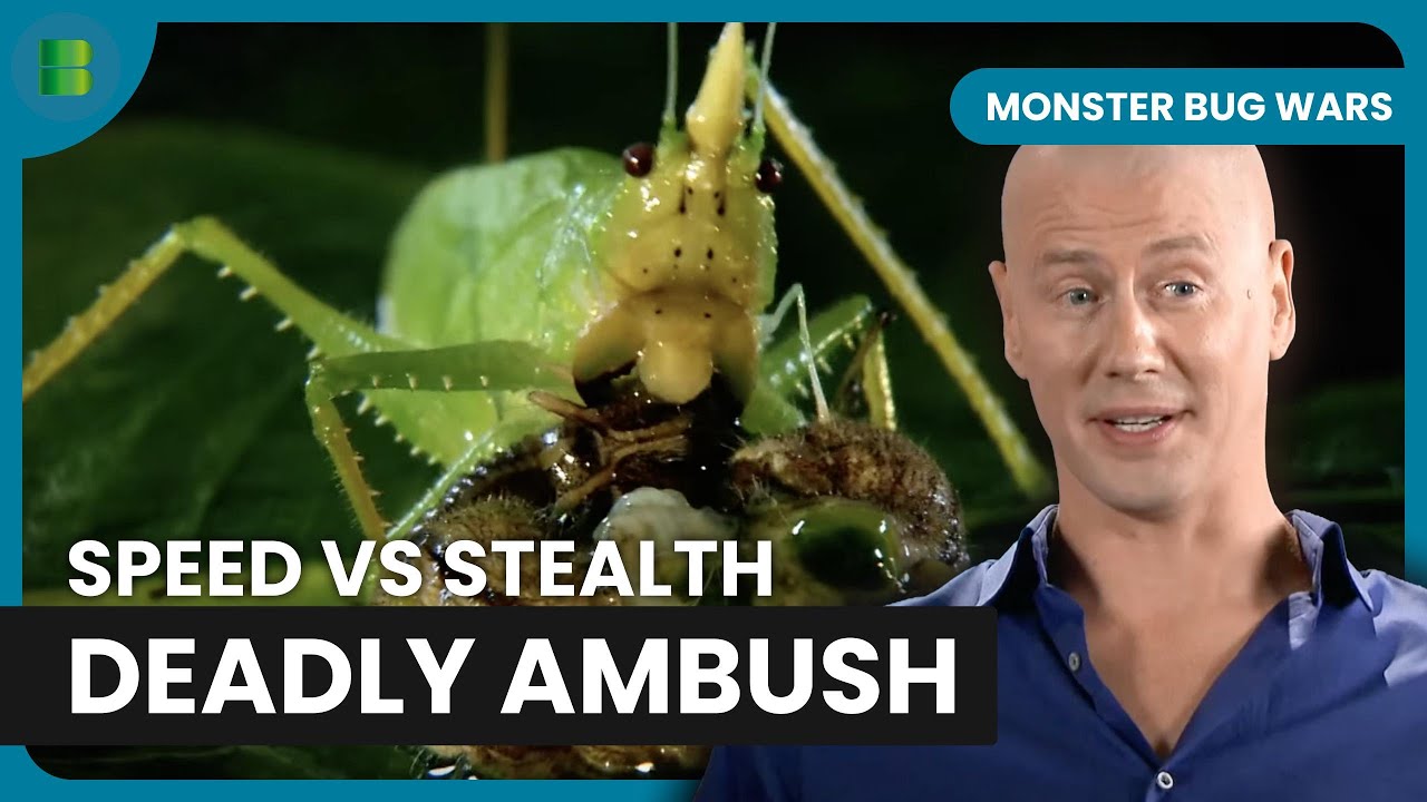 Moss Mantis Ambushes Tiger Beetle in Epic Battle | Monster Bug Wars