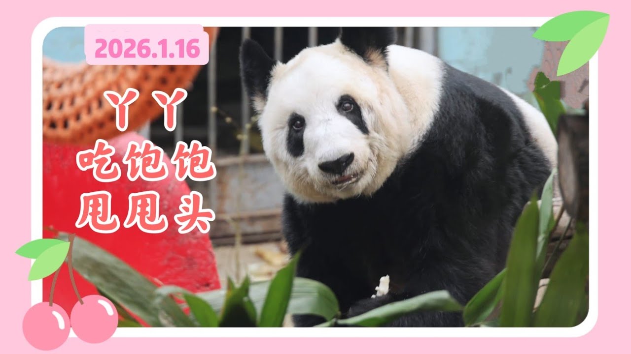 丫丫26年1月16日最新视频 - 丫丫吃美食，笑容甜美，眼里有光，吃饱后甩甩头，松狮丫好可爱  Beijing Zoo official release YaYa video 20260116