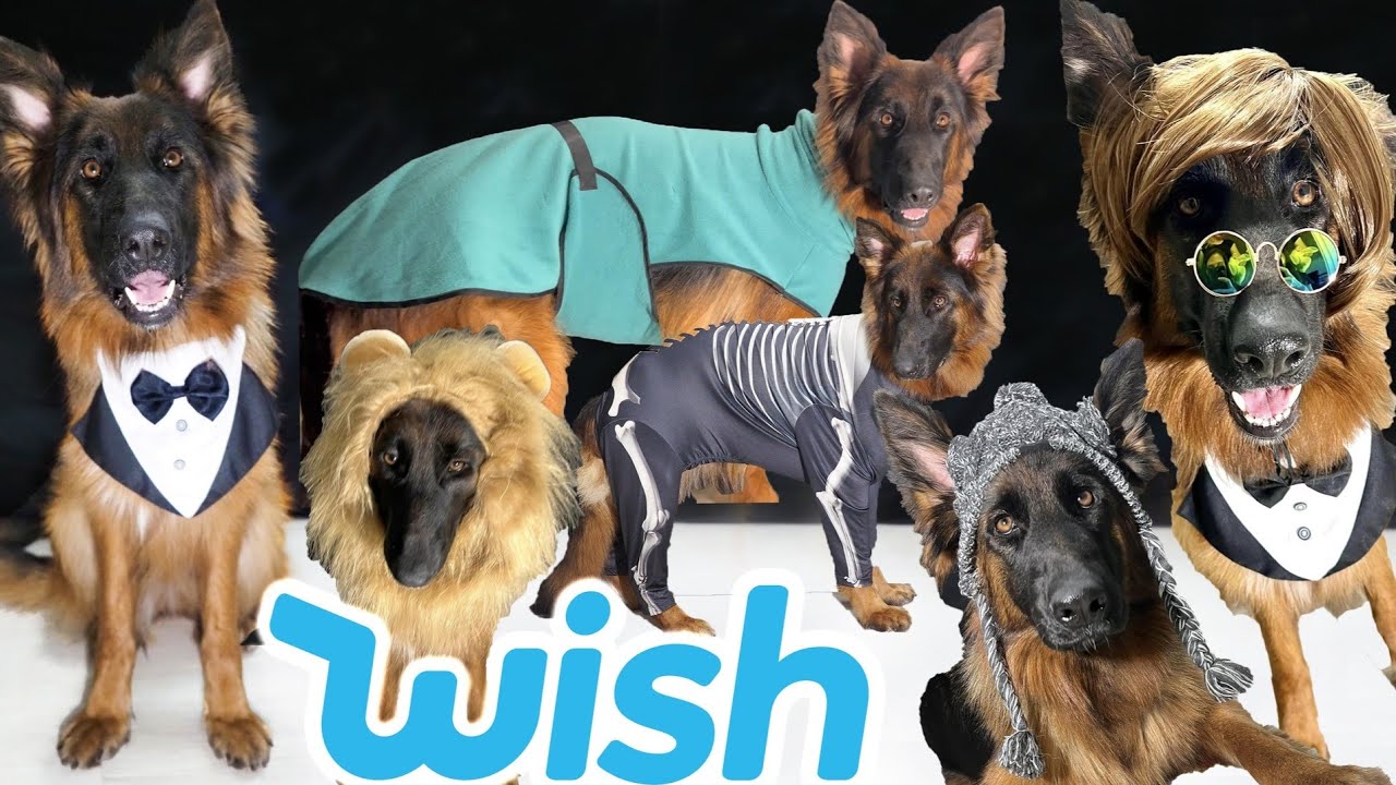 PS&Iacute; HAUL Z WISH | Kost&yacute;my pro psa, fail velikosti😫🤣