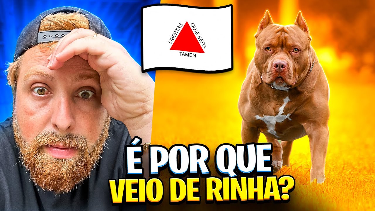 COMO ERAM OS COMBATES DO PITBULL ?
