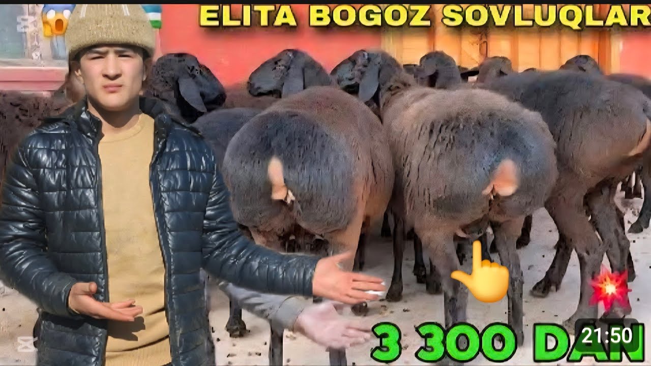 200 BOSH 2 3 KUDA TUĞADIGAN GEGAT SOVLIQ ZŎRLAR KELDI EKAZAKCHI ONA BOL 500MIG ARZON