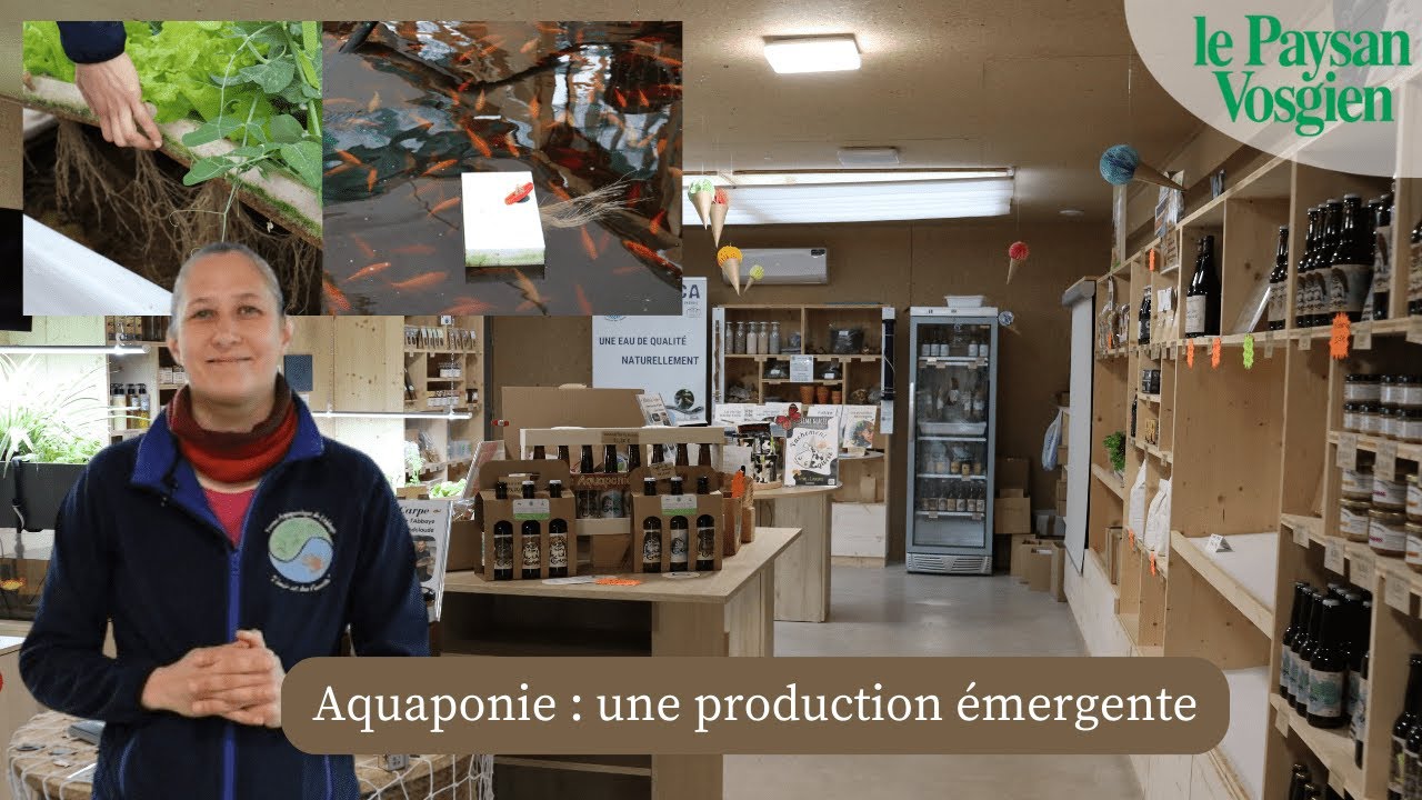 Aquaponie : lier légumes et poissons grâce aux bactéries à la ferme Aquaponique de l'Abbaye