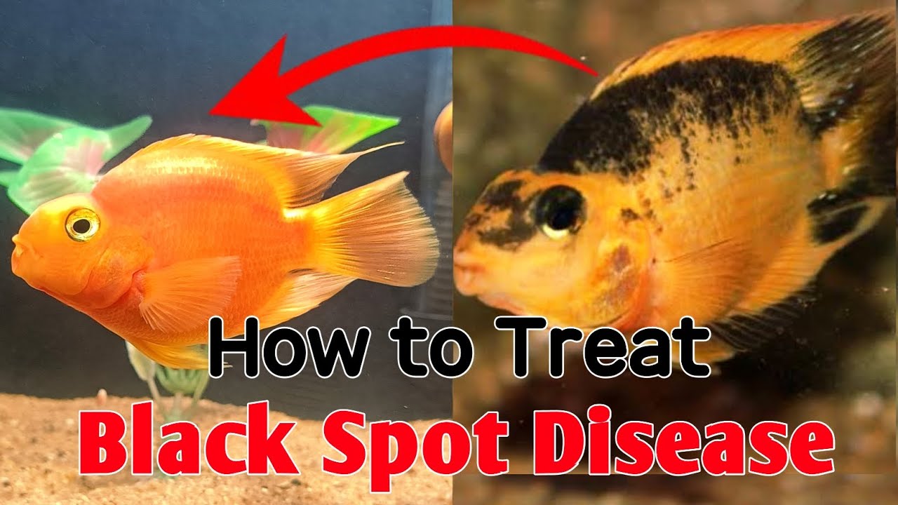 How to treat black spot on parrot fish | Easy method to black spot disease without medicine | fish