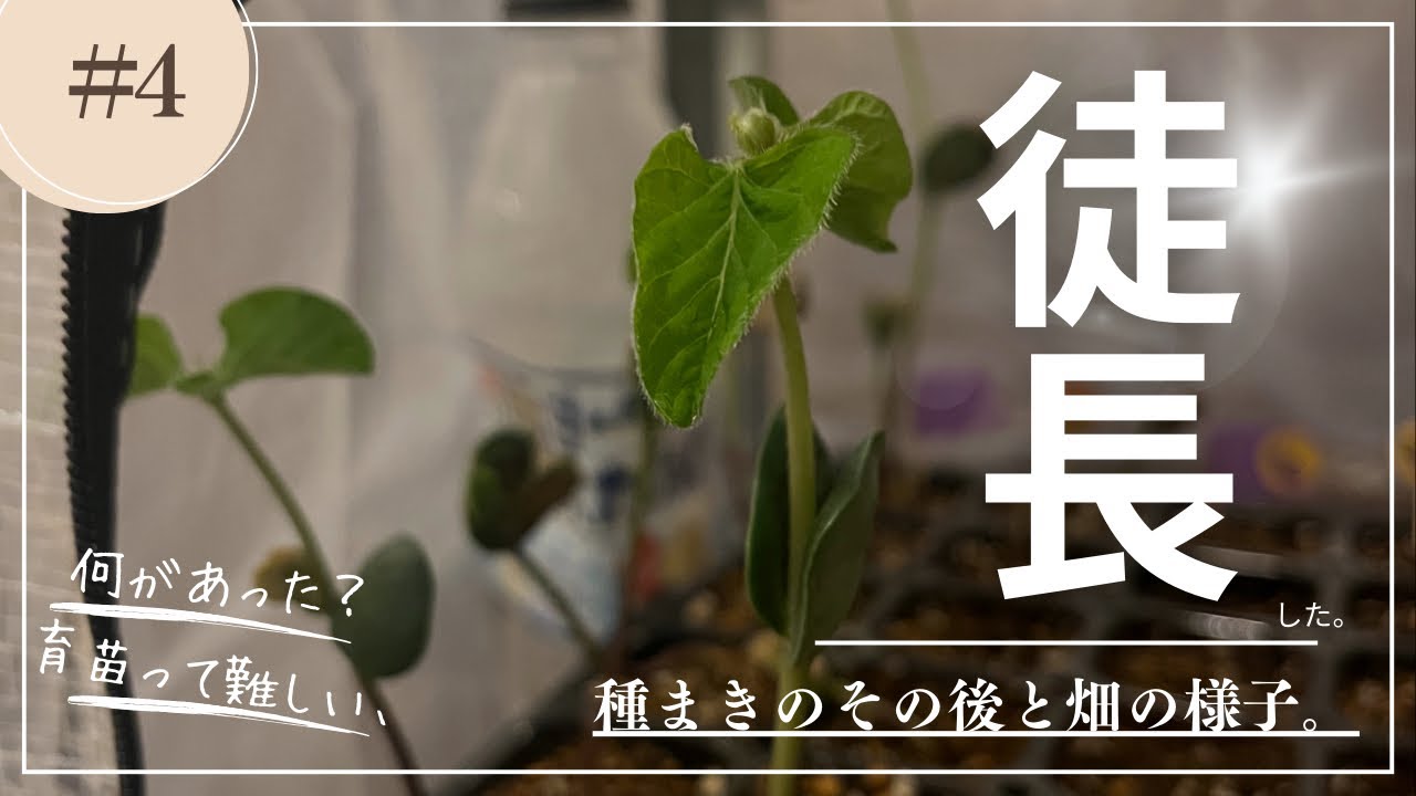 【2月種まきの経過】枝豆徒長しすぎ問題。