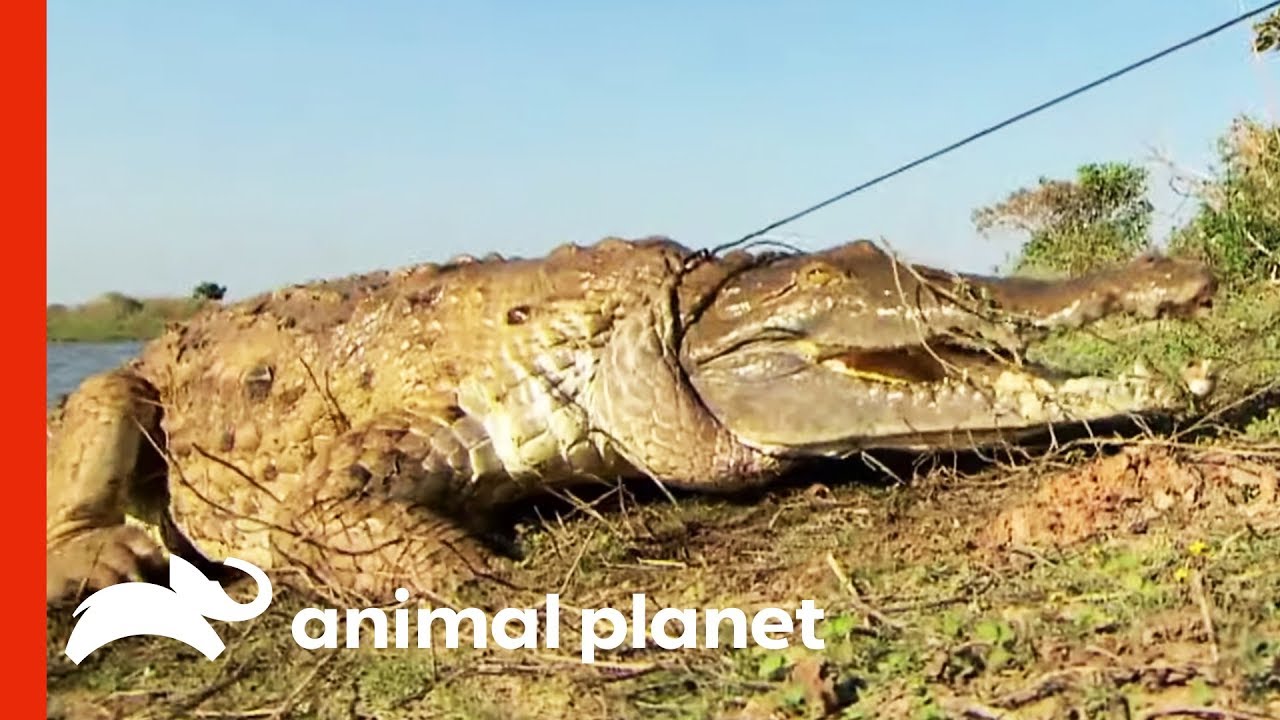 Herpetologists Are Working To Save The Critically Endangered Orinoco Crocodile | Raw Nature