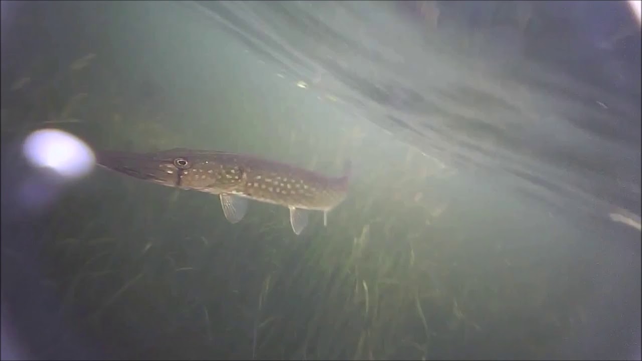 Eco Popper Wireless Underwater Live Video Camera