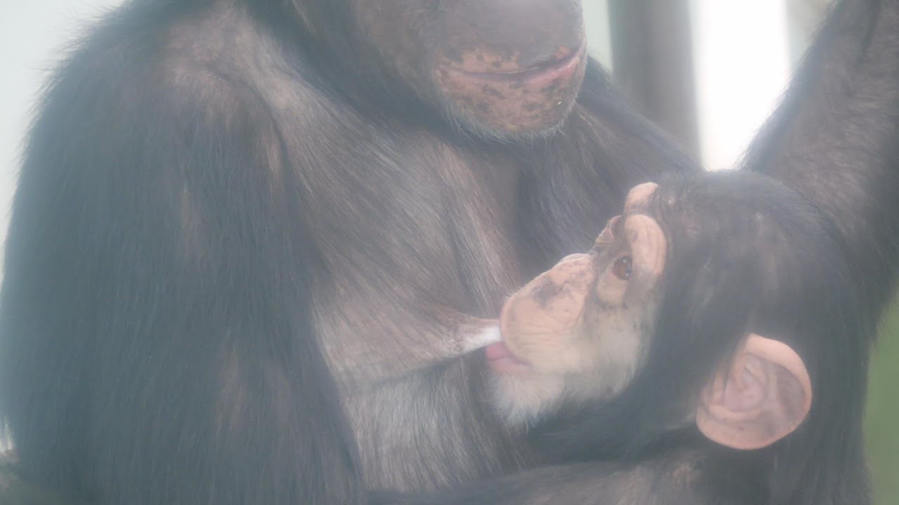 運動場ではオヤツを用意中　熊本市動植物園　チンパンジー　202601