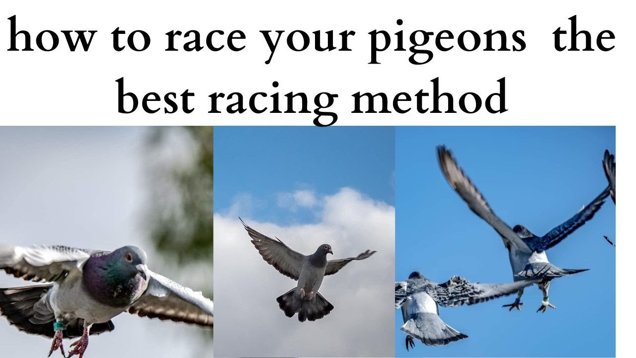 race your pigeons from 50 miles to 1000  miles top tips