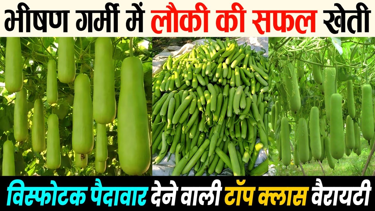 भयंकर गर्मी में लौकी की उन्नत खेती | लौकी की खेती कैसे करें गर्मी में | Loki ki kheti 2024, advance
