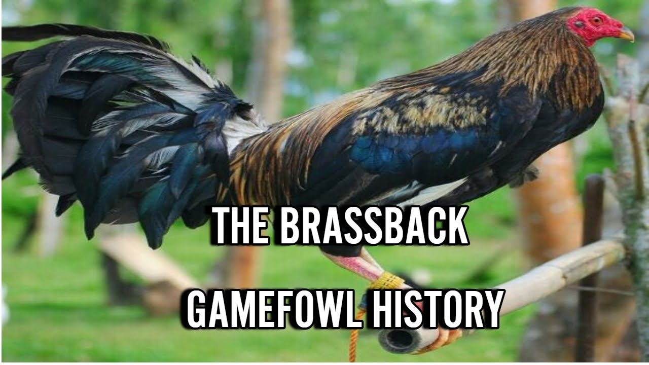 BRASSBACK GAMEFOWL HISTORY