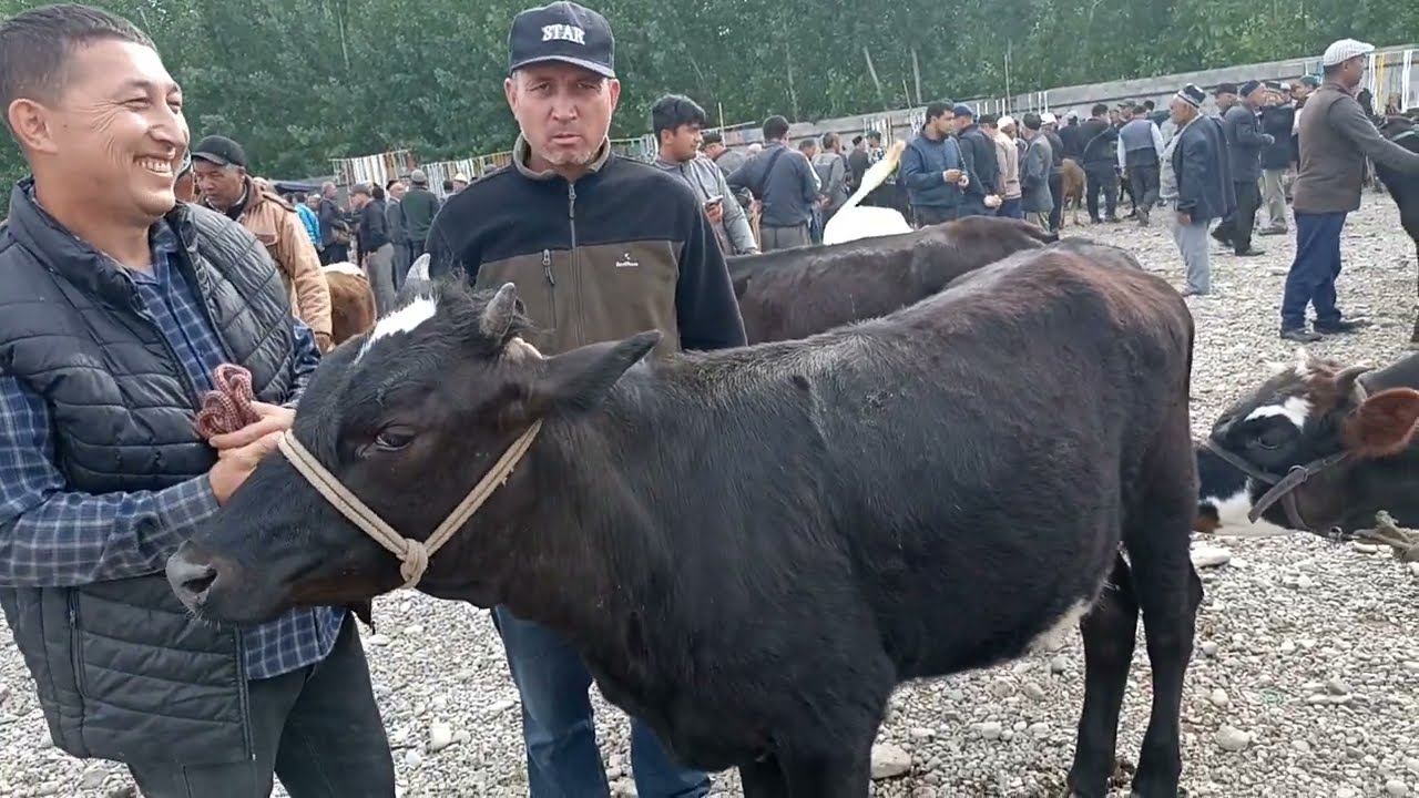 Андижон вилояти Избоскан тумани яккатут мол бозоридан 03_05_2024