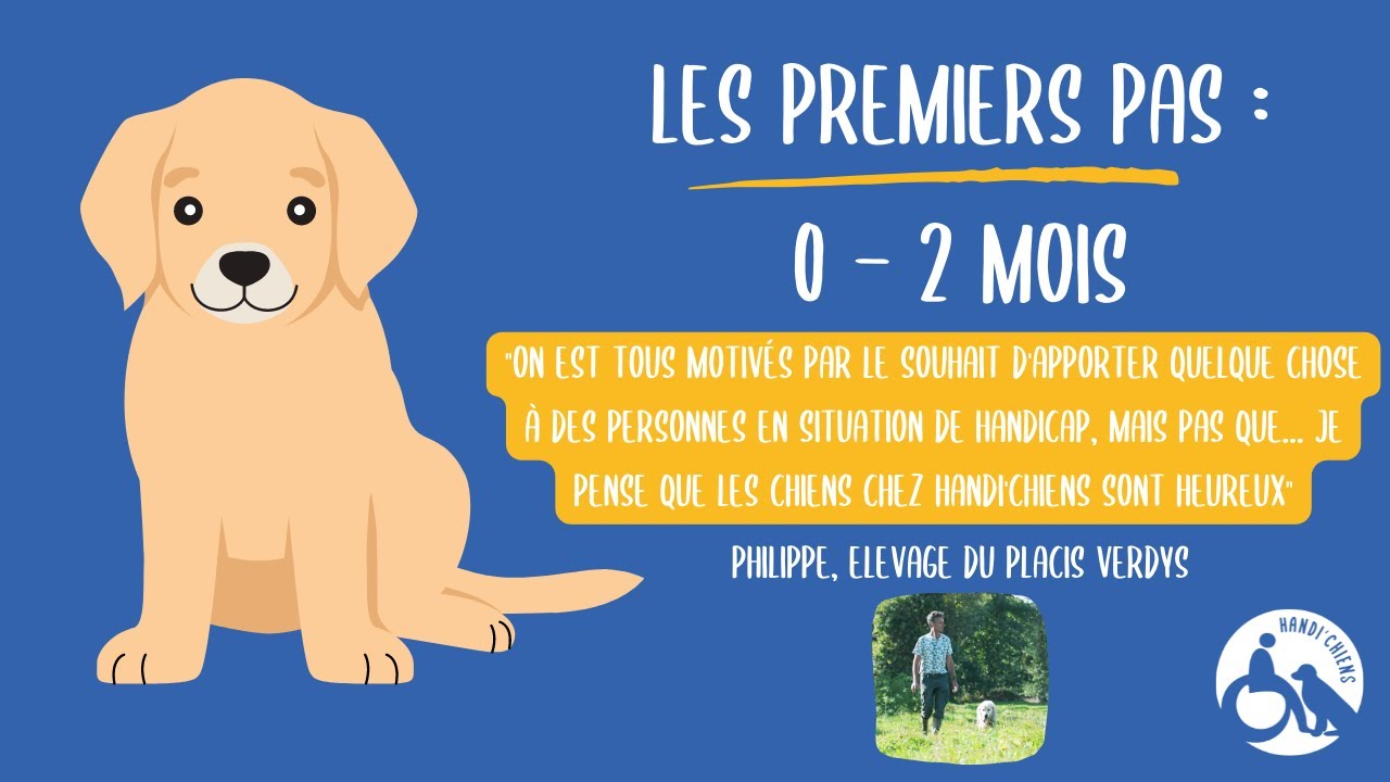 0-2 mois : les premiers pas d'un chien d'assistance HANDI'CHIENS