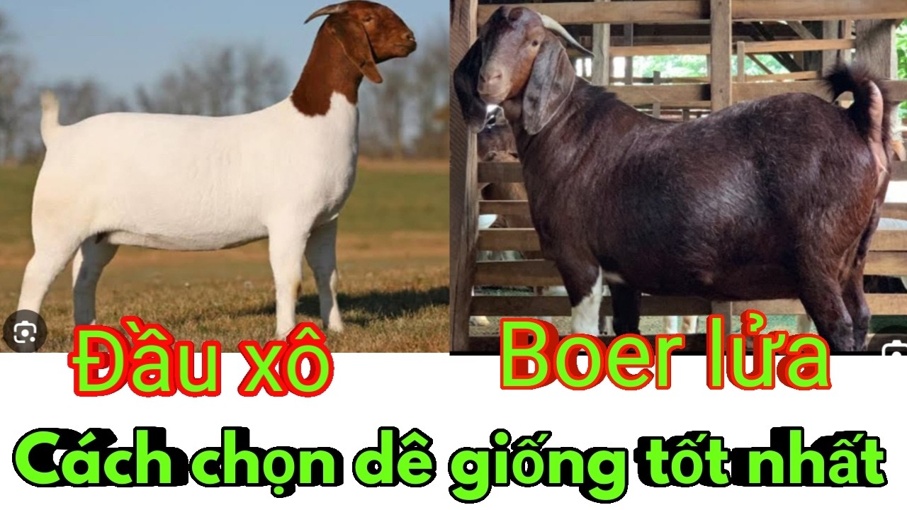 Cách chọn dê giống tốt nhất theo quan điểm của Trần Tùng TV/#trầntùngtv