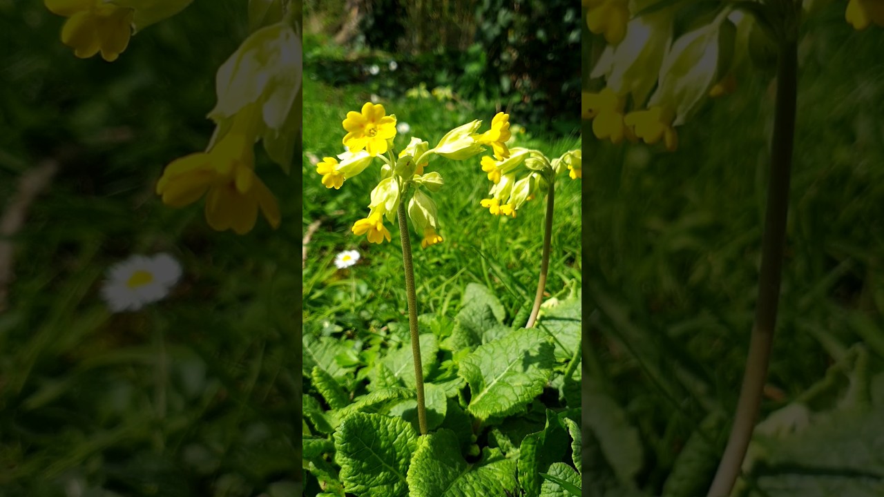 Cowslip (Primula Veris) Lovely Native Wildflower