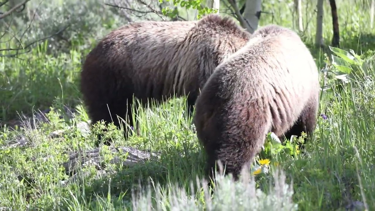 Bears North of Cooke City