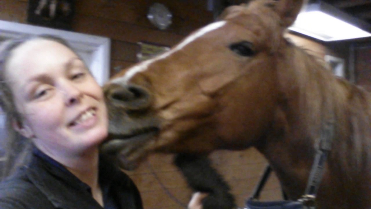 horse brushing fail v.2