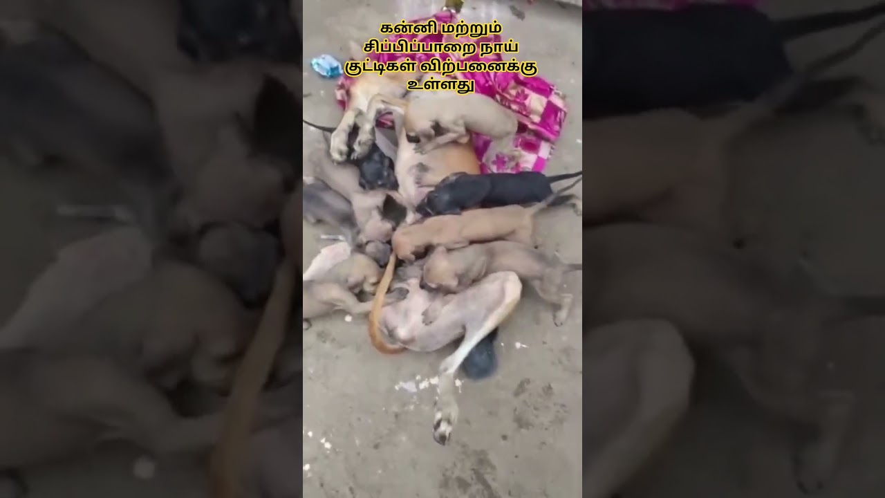 kanni & chippiparai puppy for sale 💞💞